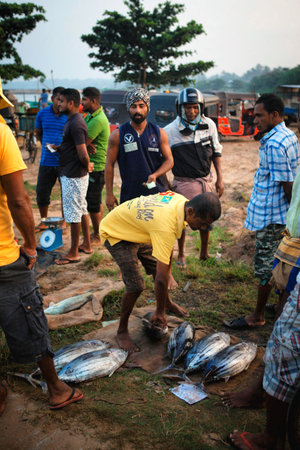 Beruwala, Sri Lanka - 10 February, 2017: Group of sellers and customers bargain fresh catched salmon at fish market in Bentota or Aluthgama area. One of the biggest Srilankan fresh seafood marketsのeditorial素材
