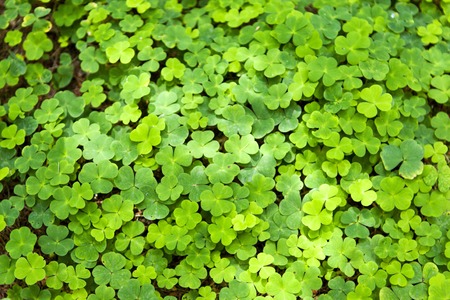 Background wallpaper of Wood sorrel on the ground in the forest spread like a green carpet