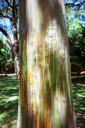 Texture of multi-colored eucalyptus trunk bark. Palm tree green alley in Royal Botanic King Gardens. Peradeniya. Kandy. Sri Lanka.の写真素材
