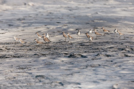 Many Greater Sand Plover (Charadrius leschenaultii) waliking on Indiam Black beach in Keralaの写真素材