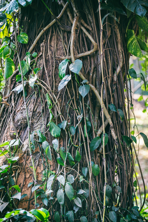 Close-up of trunk of Tree root with creepers of Indian Rubber Tree in Trivandrum Zoo, Thiruvananthapuram, Indiaの写真素材