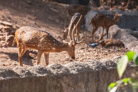 sambar Deer walking in in Trivandrum, Thiruvananthapuram Zoo Kerala Indiaの写真素材