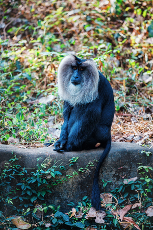 Simhavalan kurangu - Lion tailed macaque sitting and posing in in Trivandrum, Thiruvananthapuram Zoo Kerala Indiaの写真素材