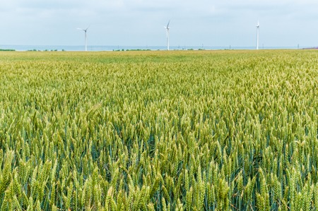 Wheat field and countryside sceneryの写真素材