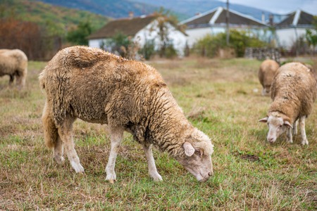 sheep grazing on the lawn eating green grassの写真素材