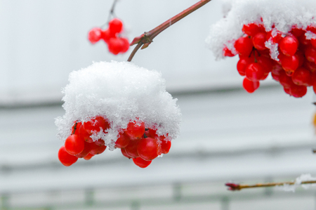 red berries under snow, , background, mountain ash, hawthornの写真素材