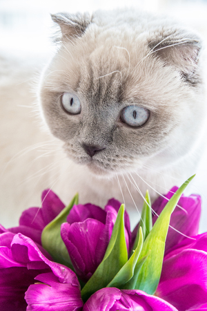 a nice colorpoint cat with pink tulips spring flowersの写真素材