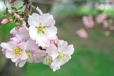 Pink flowers, almond tree branch blossom in springの写真素材