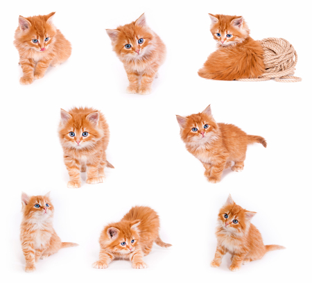 a large collection of small red kittens on white background isolatedの写真素材