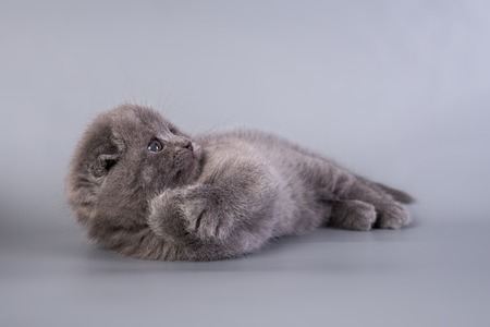 Scottish Fold kitten blue colorの写真素材