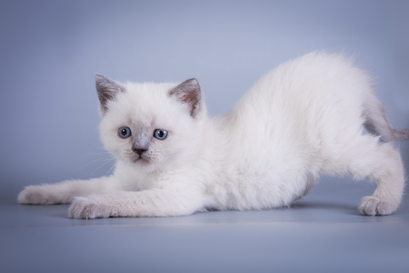 Scottish Fold small cute kitten blue colorpoint whiteの写真素材