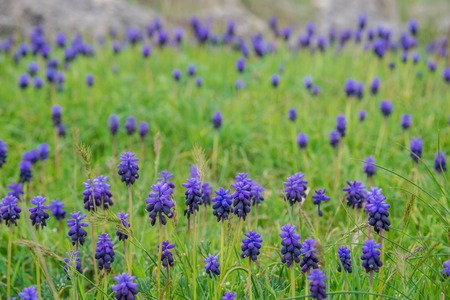 field of blue flowers on green grass with mountains in backgroundの写真素材