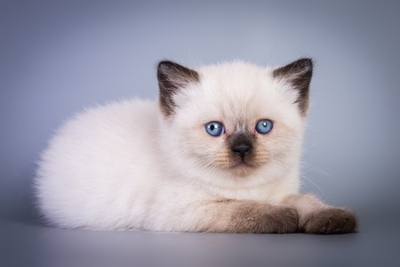 Scottish british kitten on grey background.の写真素材