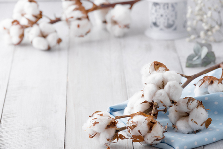 Autumn composition. Dried white fluffy cotton flowers on white wood wall with copy space. Floral composition.の写真素材