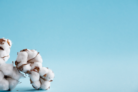 Dried white fluffy cotton flowers on a blue background with copy spaceの写真素材