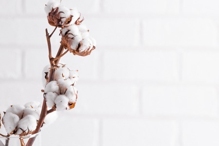 Autumn composition. Dried white fluffy cotton flowers on white wood wall with copy space. Floral composition.の写真素材