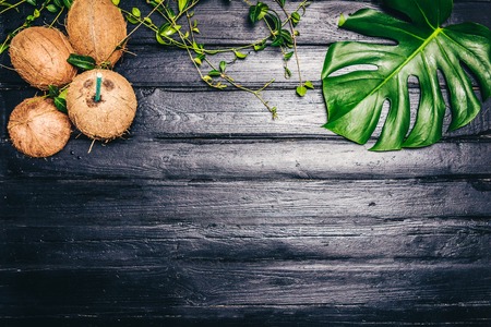 Green leaves of Monstera plant growing in wild, the tropical forest plant on black background. The coconut is the white flesh of the coconut walnut. Top view image. Copyspace for your text.の写真素材