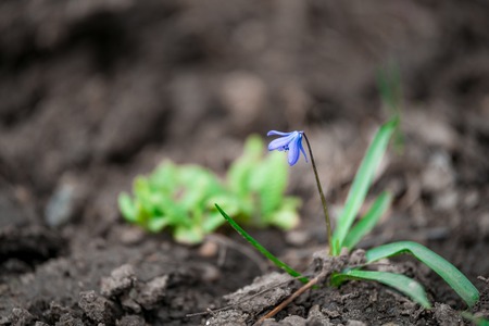 Blue little flowers first on an empty ground in spring. Seasonal natural floral backgroundの写真素材