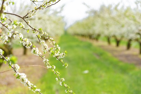 Ornamental garden with majestically blossoming large trees on a fresh green lawn.の写真素材