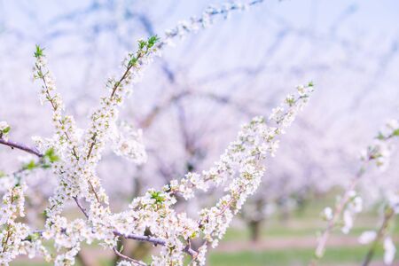 Ornamental garden with majestically blossoming large trees on a fresh green lawn.