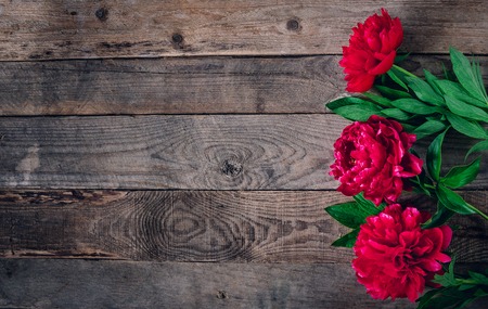 Beautiful pink red marsala peony flowers on rustic wooden table with copy space for your text top view and flat lay style.の写真素材