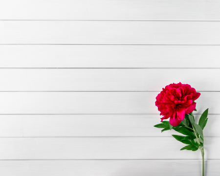 Beautiful pink red marsala peony flowers on white rustic wooden table with copy space for your text top view and flat lay style.の写真素材