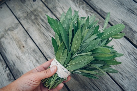 Salvia officinalis. Sage leaves on old wooden table. Garden sage. Bunch of sage in hand. Handmade lace. Retro magazine picture. Copy space.の写真素材