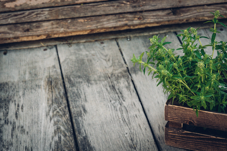 Thyme bunch. Bundle of fresh thymes on a wooden background in the wooden box. Copy space.の写真素材