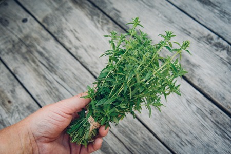 Thyme bunch in hand. Bundle of fresh thymes on a wooden background.の写真素材