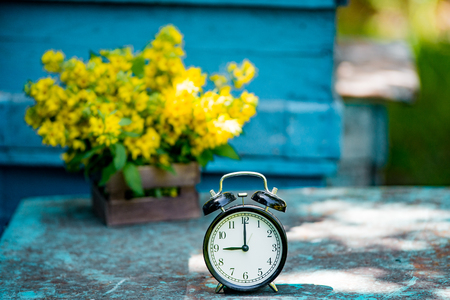 Retro 9 o'clock. Flowers in old wooden box. Day Light Garden Background with space for textの写真素材