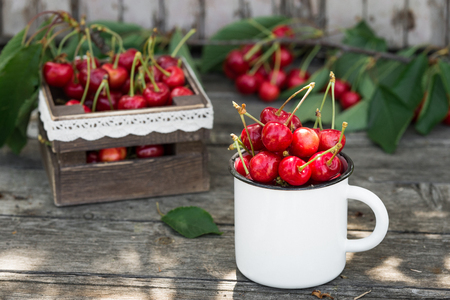 Ripe Organic Freshly Picked Sweet Cherries in Vintage Enamel Mug on Green Foliage Garden Nature Background. Summer Harvest Vitamins Clean Eating Freshness Vegan. Poster Banner Template.の写真素材