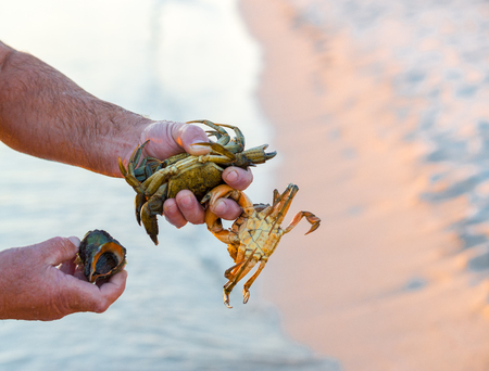 Hand holding freshwater crab or rice field crab live in irrigation canal.の写真素材