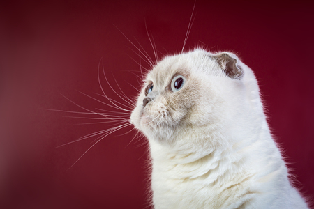 scottish fold shorthair color point cat on red marsala background, front view.の写真素材