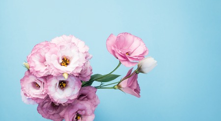bunch of pink eustoma flowers isolated on blue background. Selective focus.