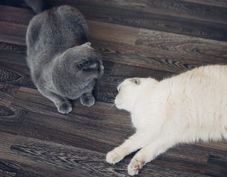 Two scottish shorthair cats, boy and girl, breeding mating cats.