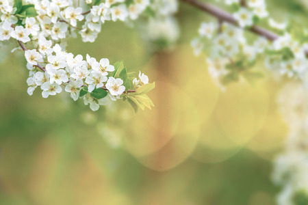 Ornamental garden with majestically blossoming large trees on a fresh green lawn.