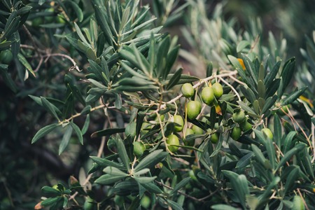 The branches of the olive tree with fruit in the foreground. Natural green background with selective focus. Crop for the production of olive oilの写真素材