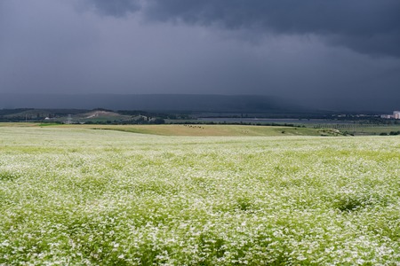 Field of white flowers with storm clouds above in horizontal position. Storm clouds overheadの写真素材
