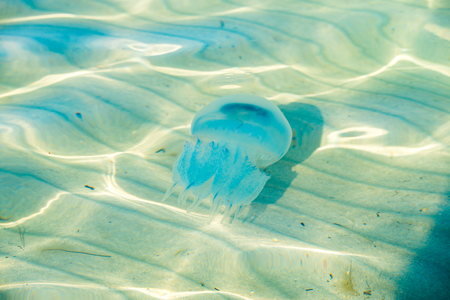 jellyfish in the sea. The texture of the waters with jellyfish.の写真素材