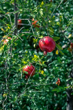 Ripe pomegranate fruit on tree branch, selective focus.の写真素材
