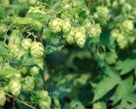 detail of hop cones on a blurred natural background.