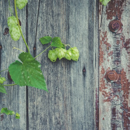 detail of hop cones on a rustik style wooden background.の写真素材