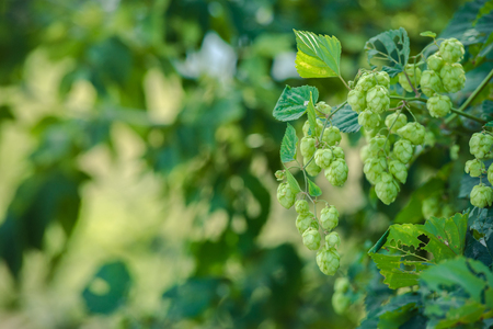 detail of hop cones on a blurred natural background.