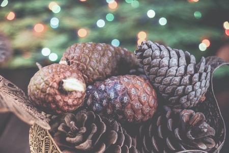 traditional festive background many brown lump on the branch of spruce green.の写真素材