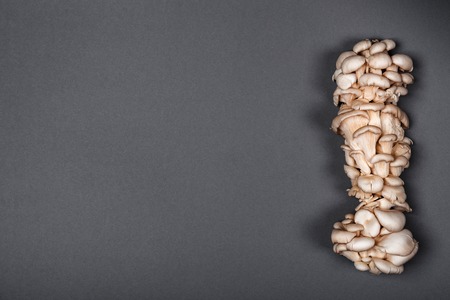 Raw oyster mushrooms on neutral gray background. Copy space for your text. Bannerの写真素材