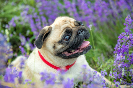 charming puppy of the pug rests on field with lavender.の写真素材
