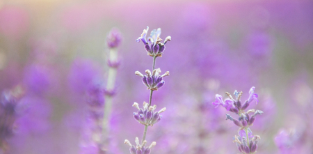 The beauty of a small purple flower field, or well known as Cyanthillium cinereum, on the afternoon sunlight effect. Beautiful natural background. Selective focusの写真素材