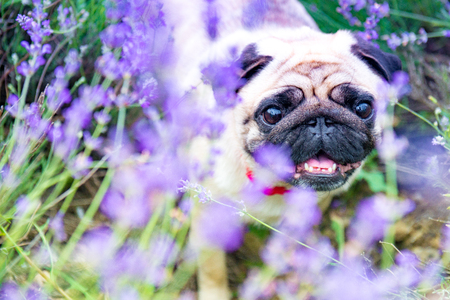 charming puppy of the pug rests on field with lavender.の写真素材