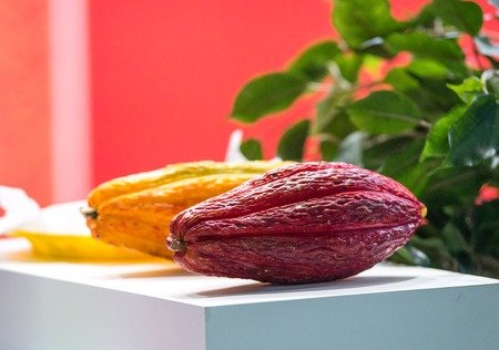 Various of Fresh cocoa fruits on the table.の写真素材