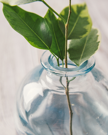 Little plant in the glass bottle on the table by selective focus.の写真素材